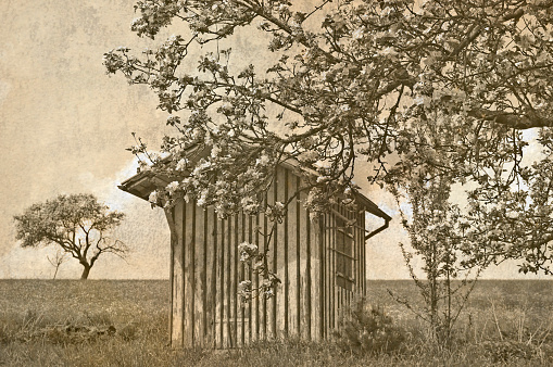 apple blossom with barn in vintage view