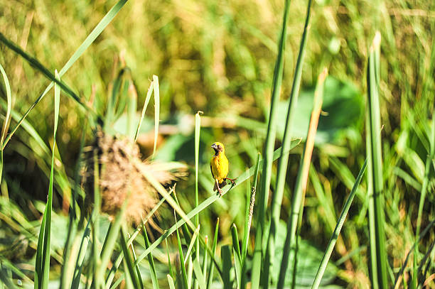 istock Asian Golden Weaver 486575950