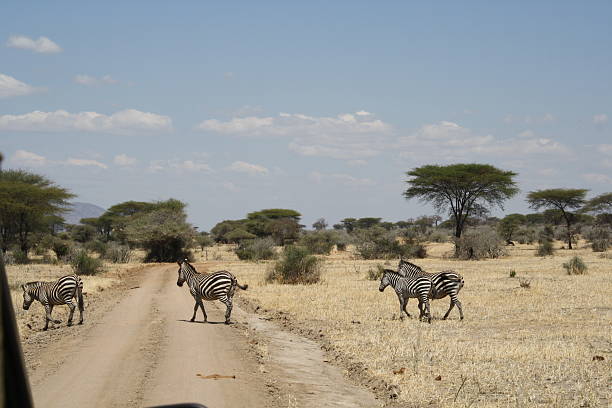 istock zebras walking across a road 486575994