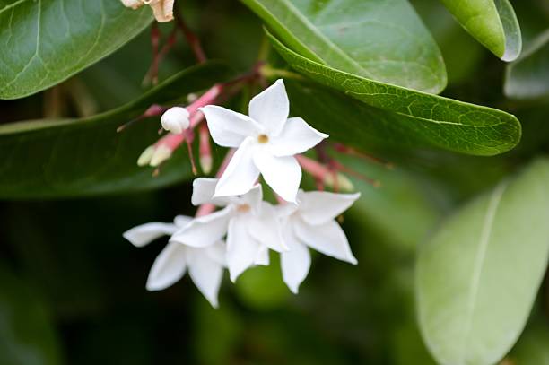 istock white karonda flower in garden 486576082