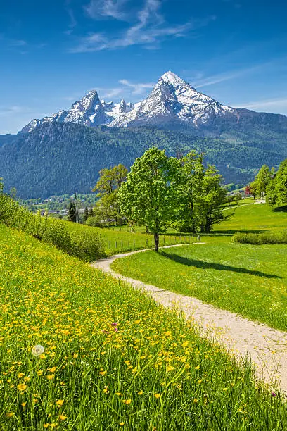 Idyllic summer landscape in the Alps with fresh green mountain pastures and snow-capped mountain tops in the background, Nationalpark Berchtesgadener Land, Bavaria, Germany.