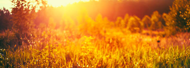 istock Autumn Grass Meadow Close-Up With Bright Sunlight. Sunny Spring 486576966