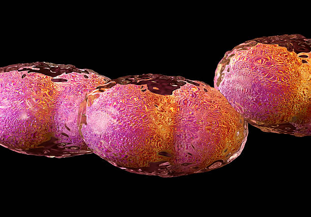Smallpox Cell Smallpox Cell variola major stock pictures, royalty-free photos & images