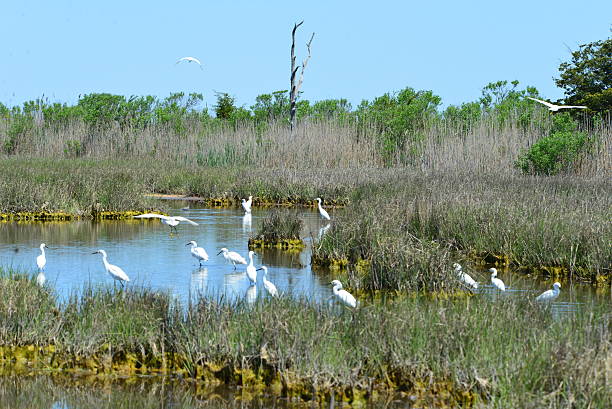 istock Over a dozen snowy egrets forage in pond 486577300