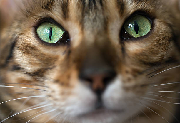 istock Portrait of a cat Bengal 486578596