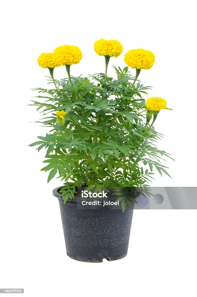 Foto de Cravodedefunto Flores Em Vaso Isolado No Fundo Branco e mais fotos  de stock de Cravo-de-defunto - Flor temperada - iStock