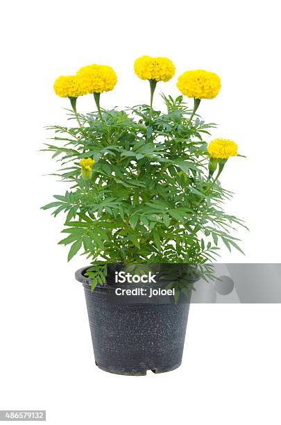 Foto de Cravodedefunto Flores Em Vaso Isolado No Fundo Branco e mais fotos  de stock de Cravo-de-defunto - Flor temperada - iStock