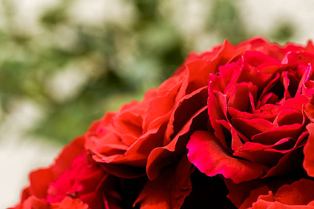 istock beautiful red roses for romatic background 486579494