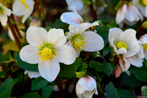 White Japanese anemone, thimbleweed, or windflower blossoms and buds. Close up.