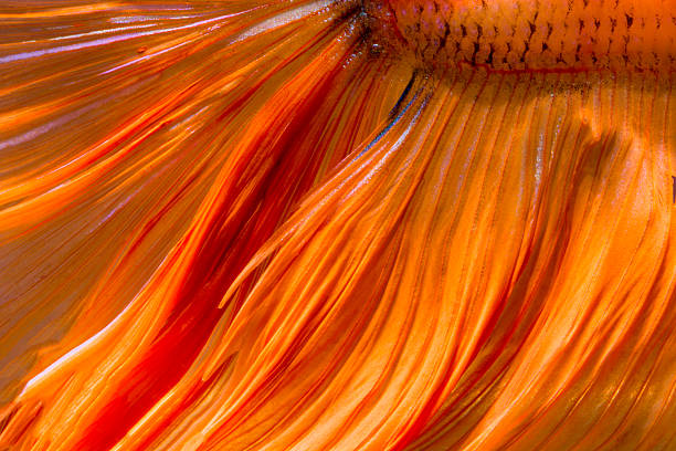 tail betta fish texture stock photo