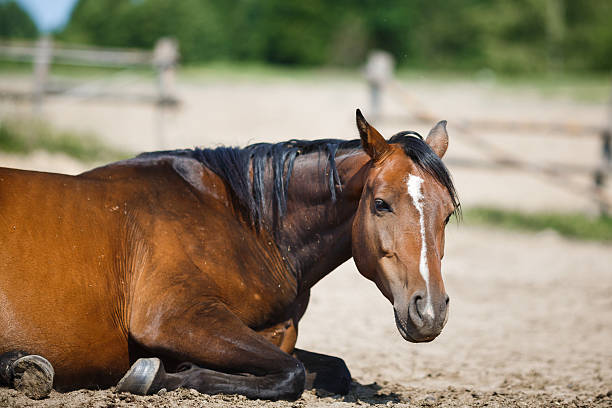 istock Horse lying in the stable outdoor 486580986