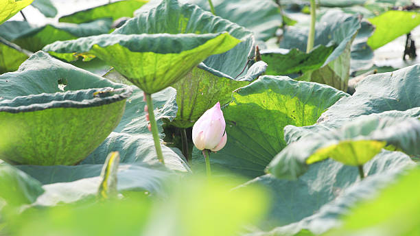 the lotus blossom