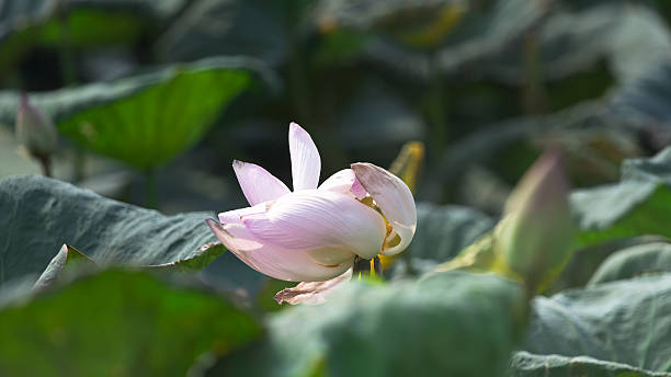The lotus blossom and the lotus leaf.