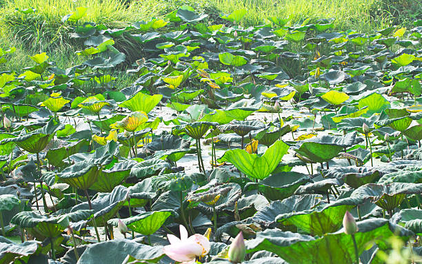 Lotus pond with lotus leaf green.