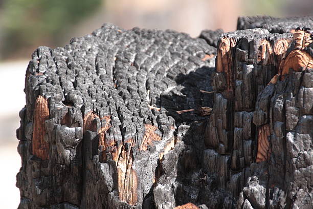 istock structures of charred stump Redwood tree 486587032