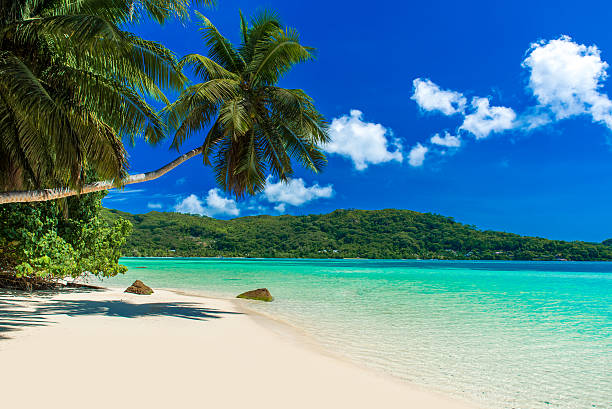 istock Anse a La Mouche - Paradise beach in Seychelles 486587250