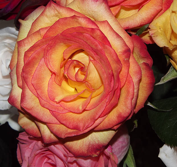 Rose in Bloom stock photo