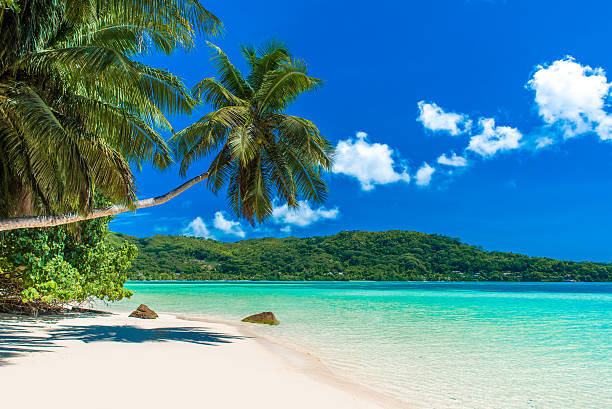 istock Anse a La Mouche - Paradise beach in Seychelles 486588410