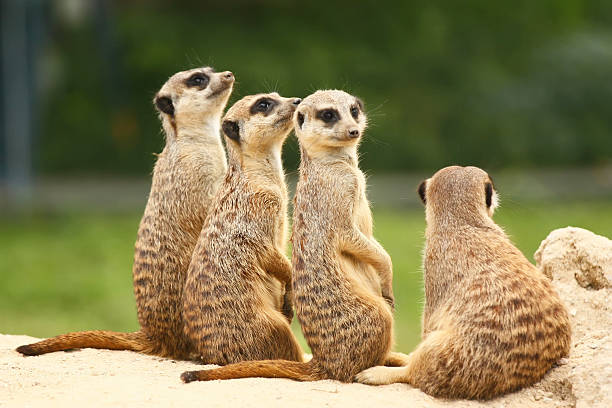 istock Group of meerkats 486588468