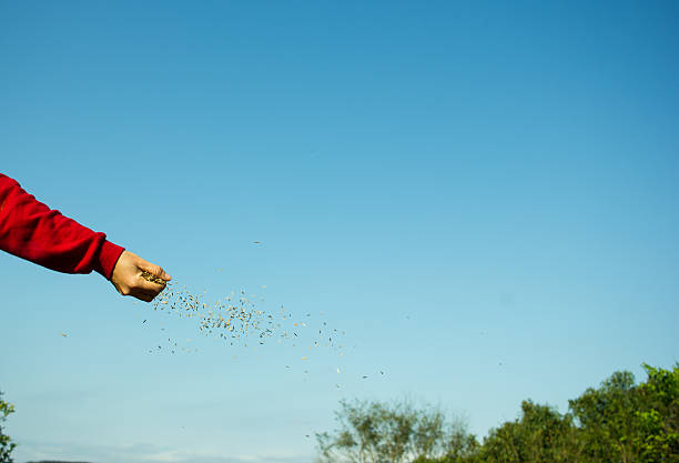 istock Woman Hand Sowing Seeds 486588964