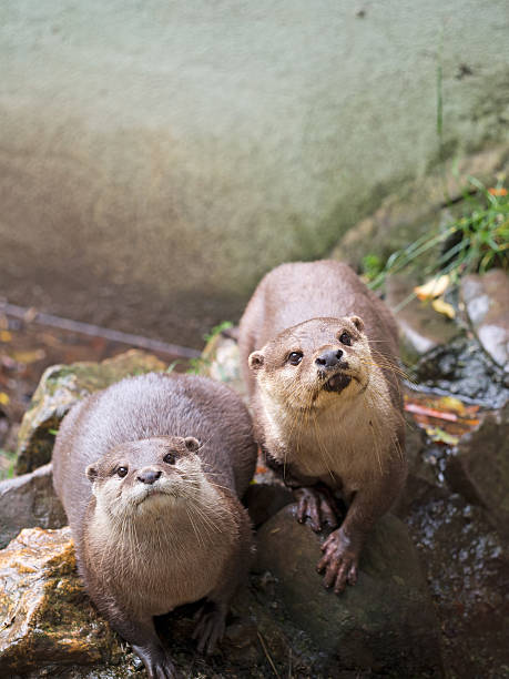 istock Two cute and hungry little rescue otters waiting for fish. 486589186