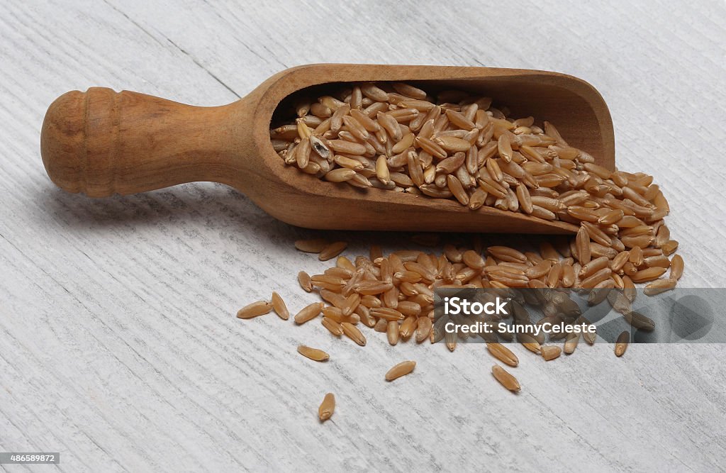 Ancient grain kamut, Khorasan wheat, Triticum turgidum × polonicum Ancient grain kamut, Khorasan wheat, Triticum turgidum × polonicumAncient grain kamut, Khorasan wheat, Triticum turgidum × polonicum 2015 Stock Photo