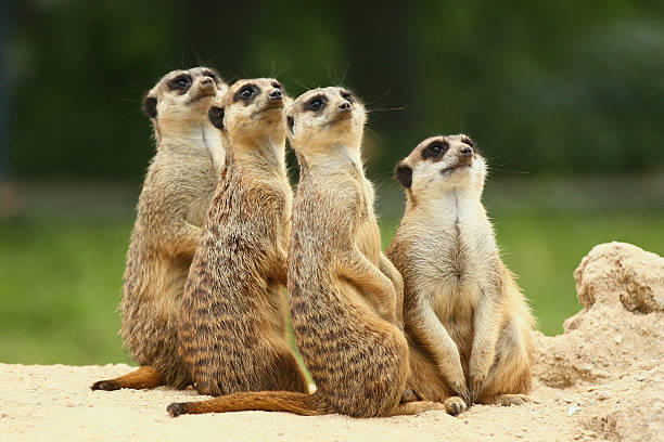 istock Lovely team of meerkats 486589958