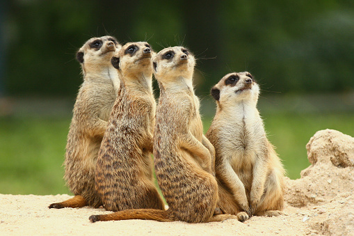 Close-up of a meerkats family. Mom carefully looks after her young.