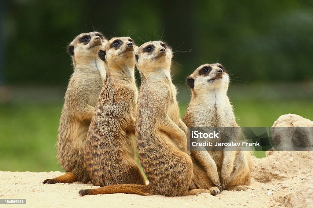 Lovely team of meerkats Group of four cute meerkats. They are sitting outdoors on the sand and they are looking in the same direction as one team. Meerkat Stock Photo