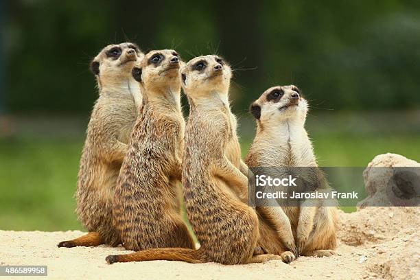 Lovely Team Of Meerkats Stock Photo - Download Image Now - Meerkat, Humor, Animal