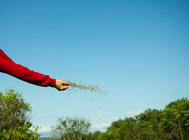 femme main graines de diffusion - seed human hand wheat cereal plant photos et images de collection