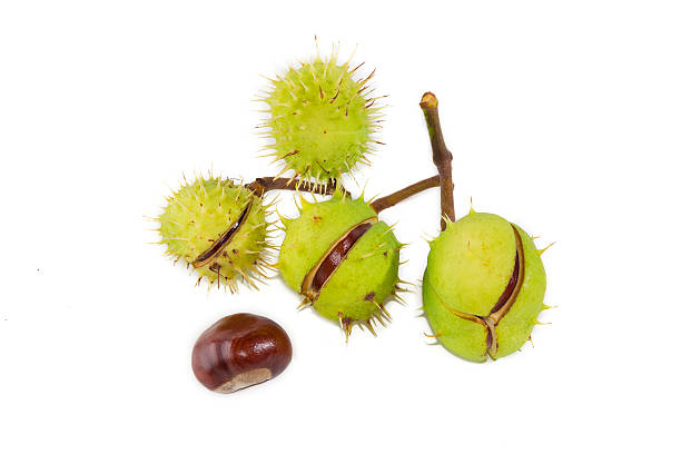 istock Branch with  horse  chestnuts on a light background 486590214