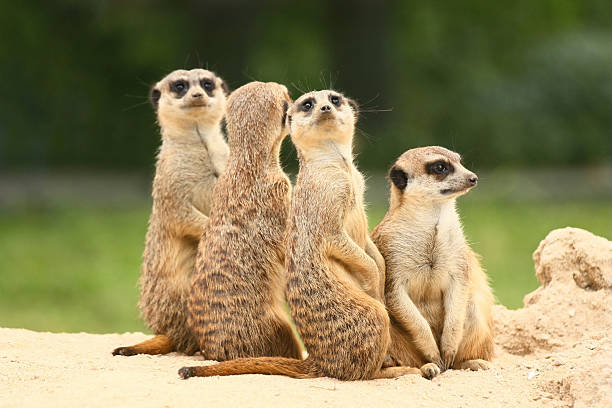 istock Group of  meerkats on the green background 486591012
