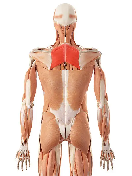 Photo of the rhomboid