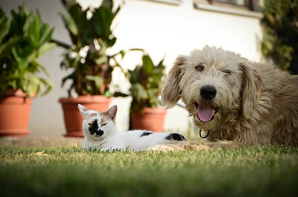 istock Cat and dog love 486591780