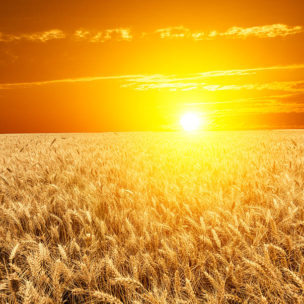 istock wheat field at the sunset 486592260