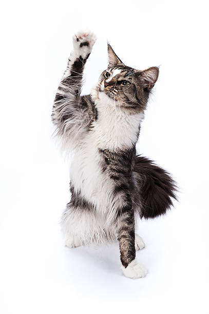 istock Maine coon cat, sitting and facing, isolated on white 486593332