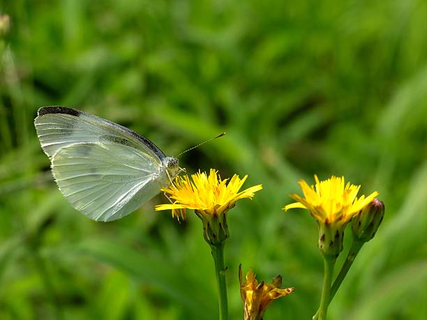 istock white butterfly in the sunshine 486593422