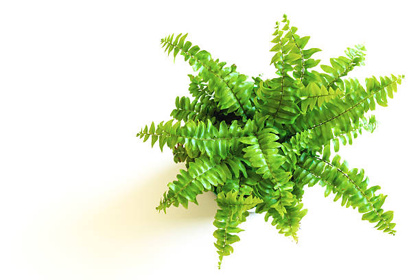 Photo of Young green fern with curly leaves