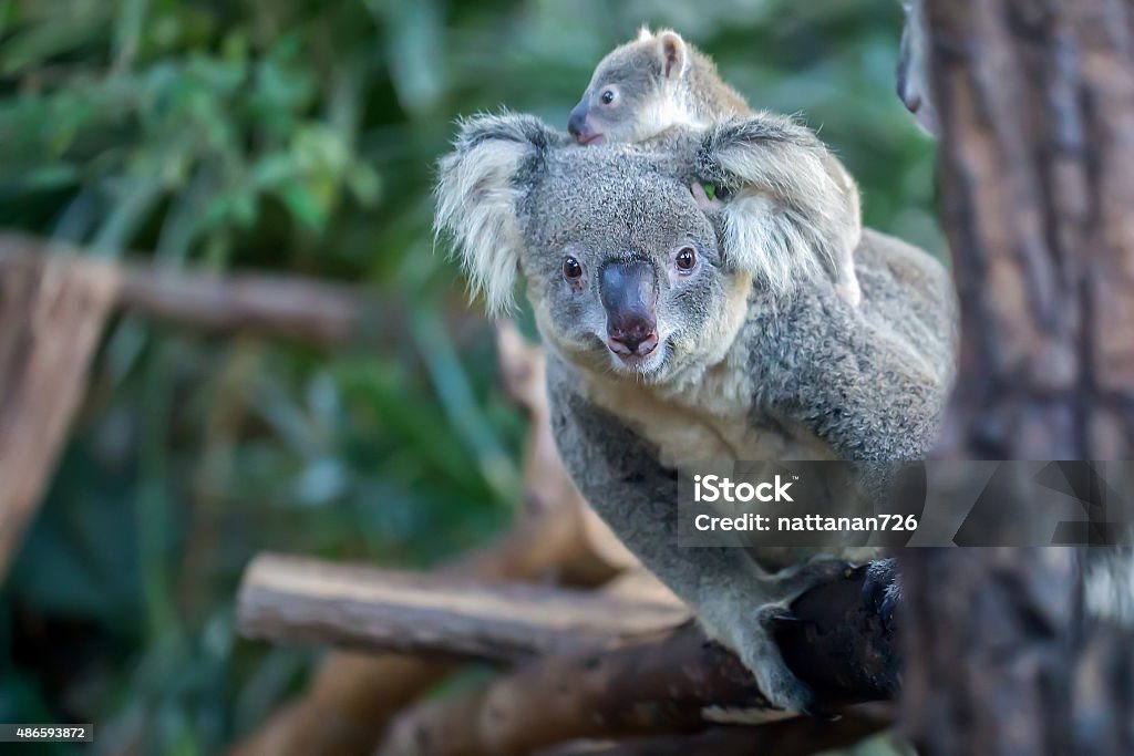 Koala Koala mother walking on the tree in the forest. 2015 Stock Photo