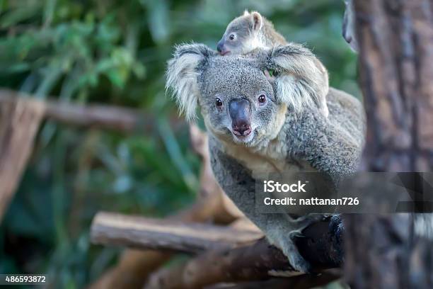 Koala Stock Photo - Download Image Now - 2015, Animal, Animal Wildlife