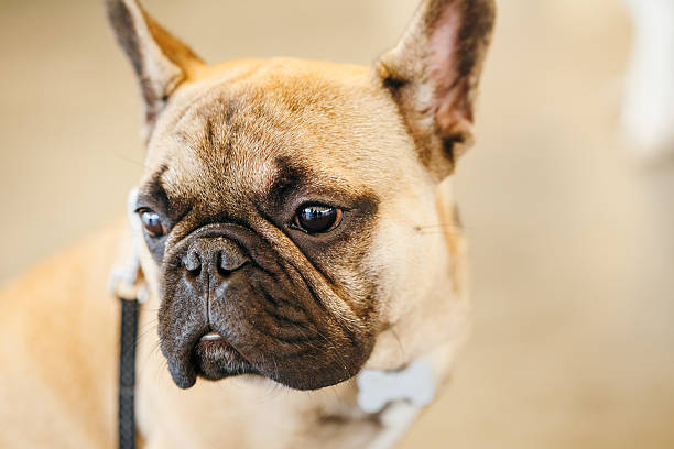 istock Dog French Bulldog 486594130