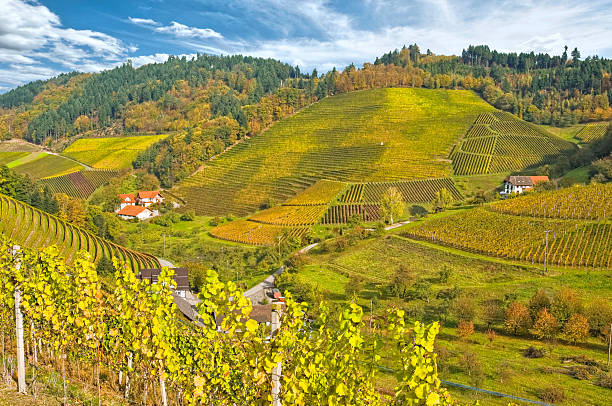 istock sunny autumn day in the Renchtal, Germany 486594190