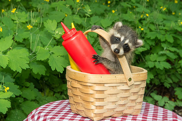 istock Baby Raccoon in a Picnic Basket 486594284