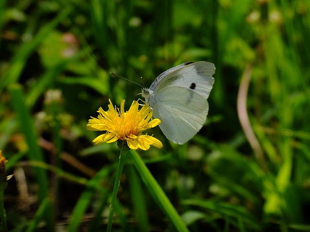 istock white butterfly in the sunshine #2 486594296