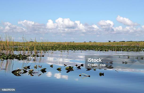 Wetland Stock Photo - Download Image Now - 2015, Animal Wildlife, Animals In The Wild