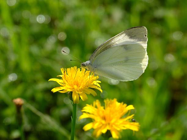 istock white butterfly in the sunshine #3 486595242