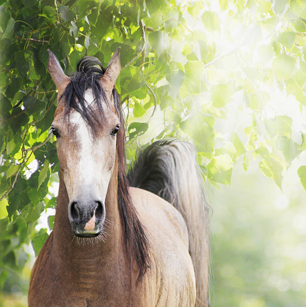 istock Young horse on background of foliage and sunny rays 486596092