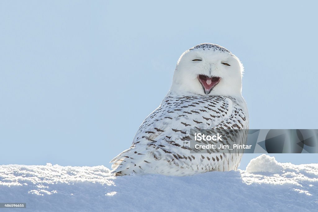 Snowy Owl - Yawning / Smiling in Snow A snowy owl yawning which looks like its laughing.  The owl is sitting in the snow and set against a blue sky.  Snowy owls, bubo scandiacus, are a protected species and one of the largest owls.  This photograph was taken in Northeastern Wisconsin where the bird had migrated for the winter. Animal Stock Photo