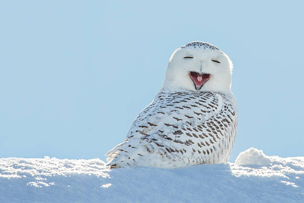 Snowy Owl - Yawning / Smiling in Snow A snowy owl yawning which looks like its laughing.  The owl is sitting in the snow and set against a blue sky.  Snowy owls, bubo scandiacus, are a protected species and one of the largest owls.  This photograph was taken in Northeastern Wisconsin where the bird had migrated for the winter. animals stock pictures, royalty-free photos & images